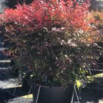 Nandina domestica 'Obsessed'