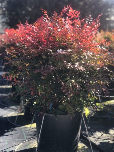 Nandina domestica 'Obsessed'