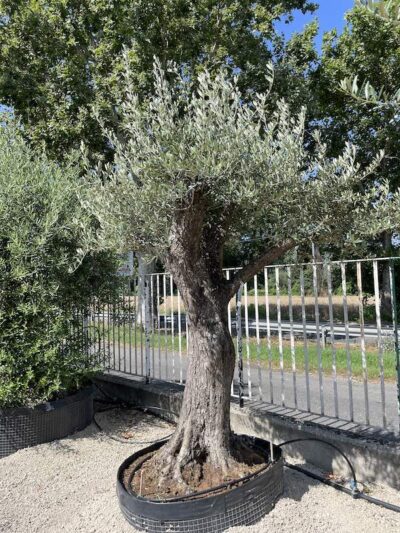Olivo Secolare Galega Vulgar CT75-100