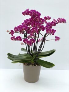 Orchidea Phalaenopsis mini alta