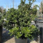 Pittosporum tobira H100-120