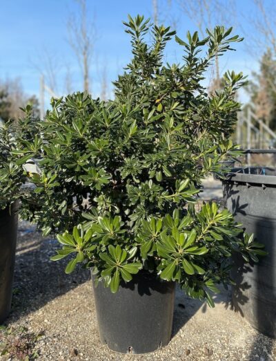 Pittosporum tobira H100-120