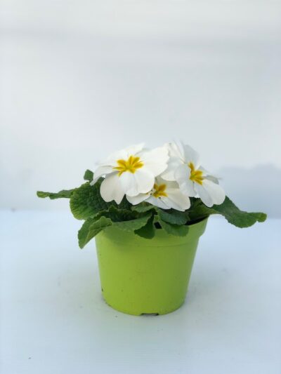 Primula acaulis bianca