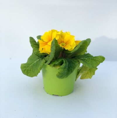 Primula acaulis - immagine 2