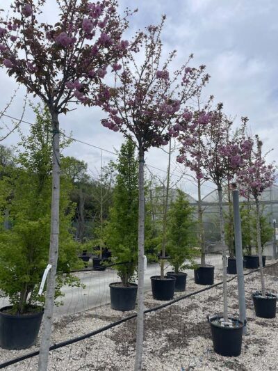 Prunus serrulata 'Kanzan' Alto Fusto Vivai Frappetta