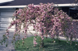 Prunus serrulata 'Kiku-Shidare-Sakura'
