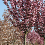 Prunus serrulata 'Royal Burgundy'