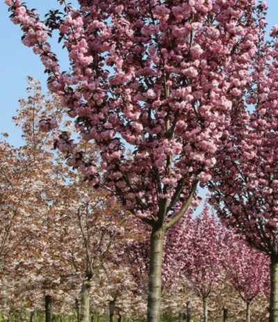 Prunus serrulata 'Royal Burgundy'