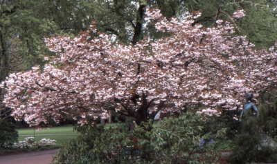 Prunus serrulata 'Shiro-Fugen'