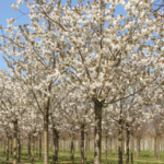 Prunus serrulata 'Taihaku'