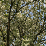 Prunus serrulata 'Ukon'
