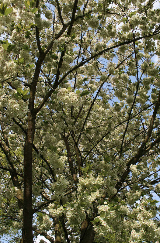 Ciliegio da fiore (Prunus serrulata)