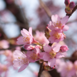 Prunus subhirtella 'Autumnalis rosea'