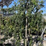 Prunus subhirtella ‘Pendula’ - Vivai Frappetta
