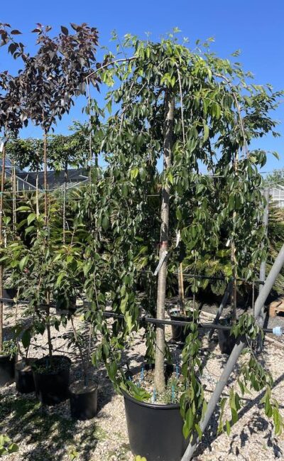 Prunus subhirtella ‘Pendula’ - Vivai Frappetta