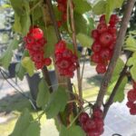 RIBES ROSSO ROVADA
