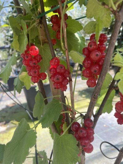 RIBES ROSSO ROVADA
