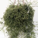 Rhipsalis baccifera