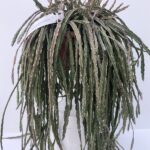 Rhipsalis cruciformis