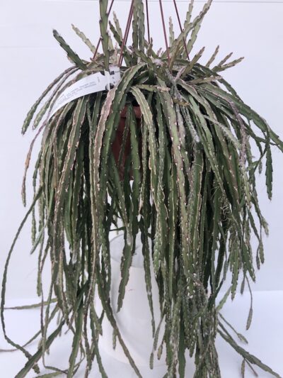 Rhipsalis cruciformis