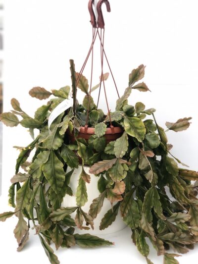 Rhipsalis pachyptera