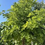 Robinia pseudoacacia 'Frisia' - Foglie
