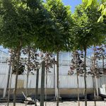 Robinia pseudoacacia ‘Umbraculifera'