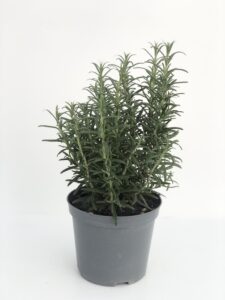 Rosmarinus officinalis Vaso 14