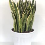 Sansevieria trifasciata Laurentii Vaso30