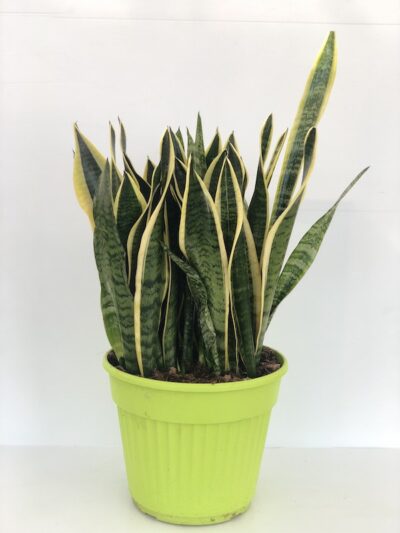 Sansevieria trifasciata Laurentii Vaso26