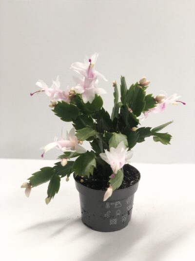 Schlumbergera