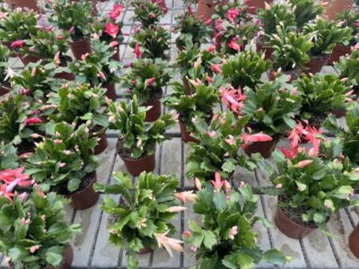 Schlumbergera v10-5