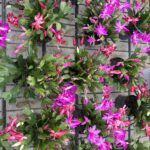 Schlumbergera v12