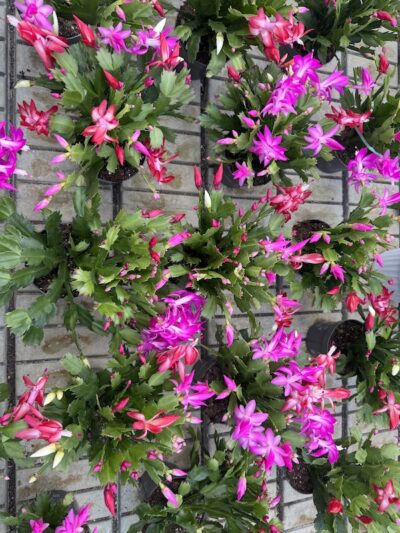 Schlumbergera v12