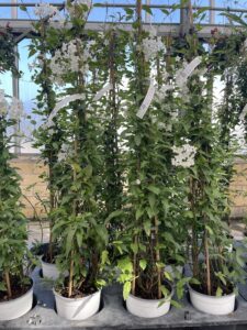 Solanum jasminoides H120