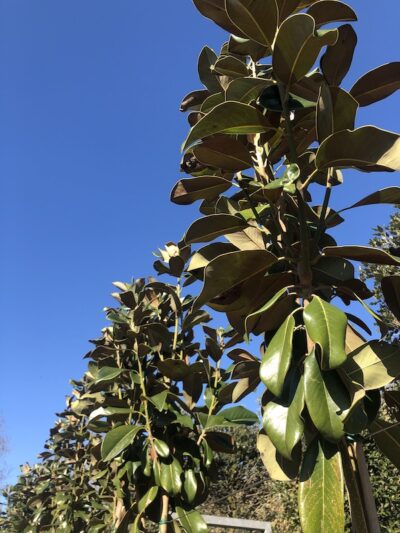 M.grandiflora 'Goliath' ad alto fusto