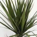 dracaena marginata bicolore
