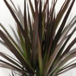 dracaena marginata magenta