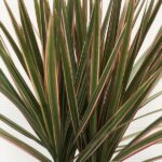 dracaena marginata tricolore