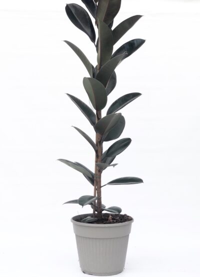 ficus elastica 'Abidjan'