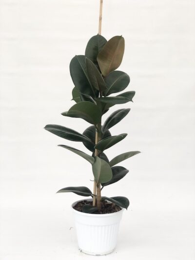 ficus elastica robusta V26