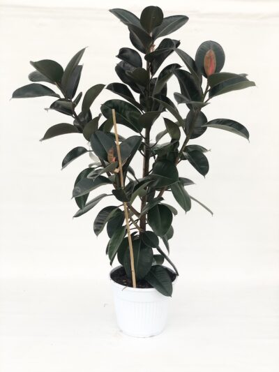ficus elastica robusta V35