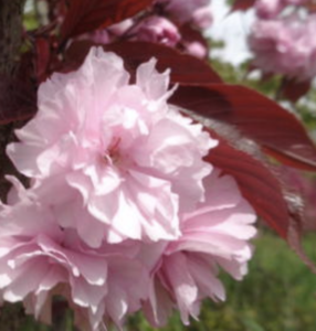 fiore Prunus serrulata 'Royal Burgundy'