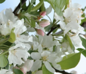 fiore di Malus 'John Downie'