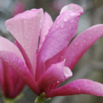 fiore di magnolia Galaxy
