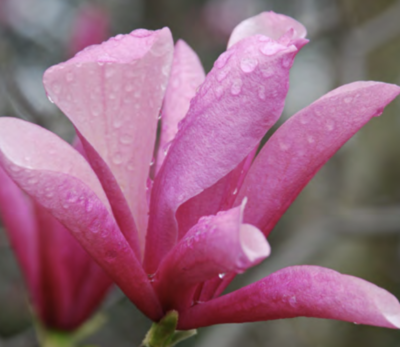fiore di magnolia Galaxy