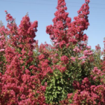 fiori di Lagerstroemia indica 'Durant Red'
