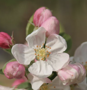 fiori di Malus 'Evereste'