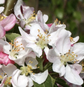 fiori di Malus 'Golden Hornet'