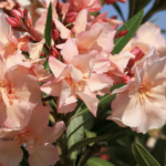 fiori di Oleandro Provence
